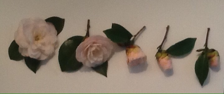 01bfc08b061192c2354e9003ed02f0a27f3b4d7e3f