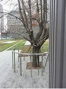 the-stalwart-pear-planted