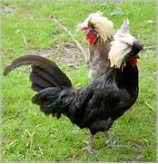 chickens-black-publicdomainpictures