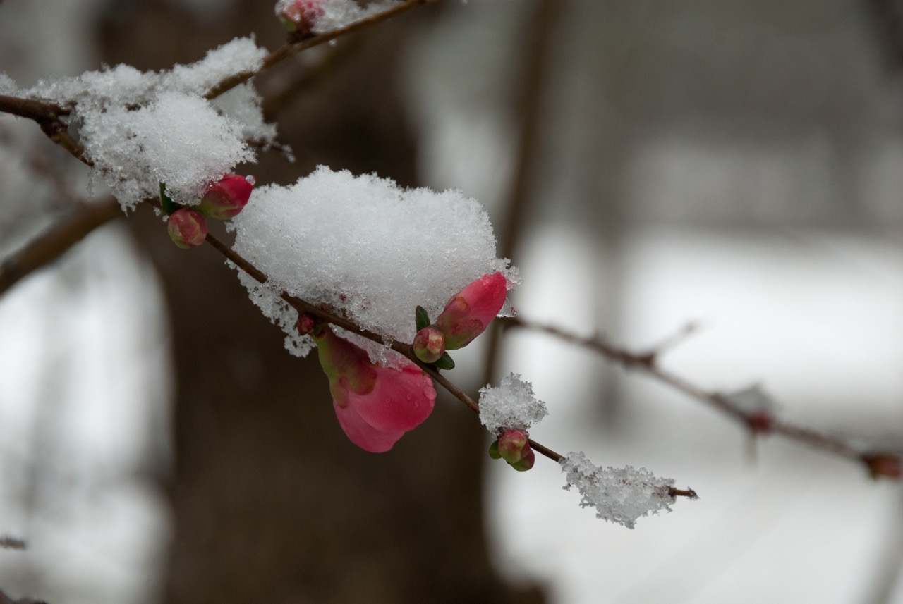 sally-smith-flowering-quince-with-snow