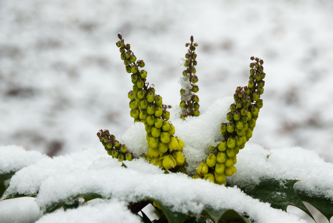sally-smith-scilla-and-snow