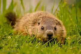 ground-hog