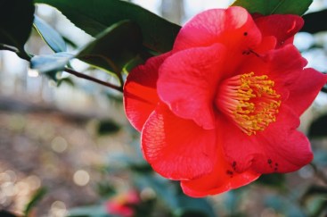 camellia 8 j