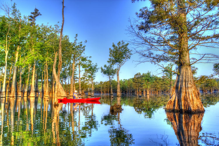 Tupelo-Gum-Trees_finchlake2000