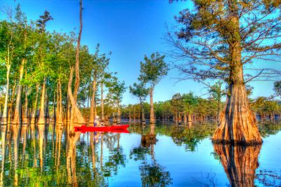 Tupelo-Gum-Trees_finchlake2000