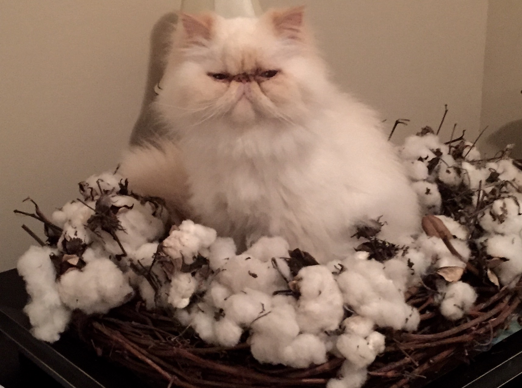 Parched Peanuts Camellia S Cottage