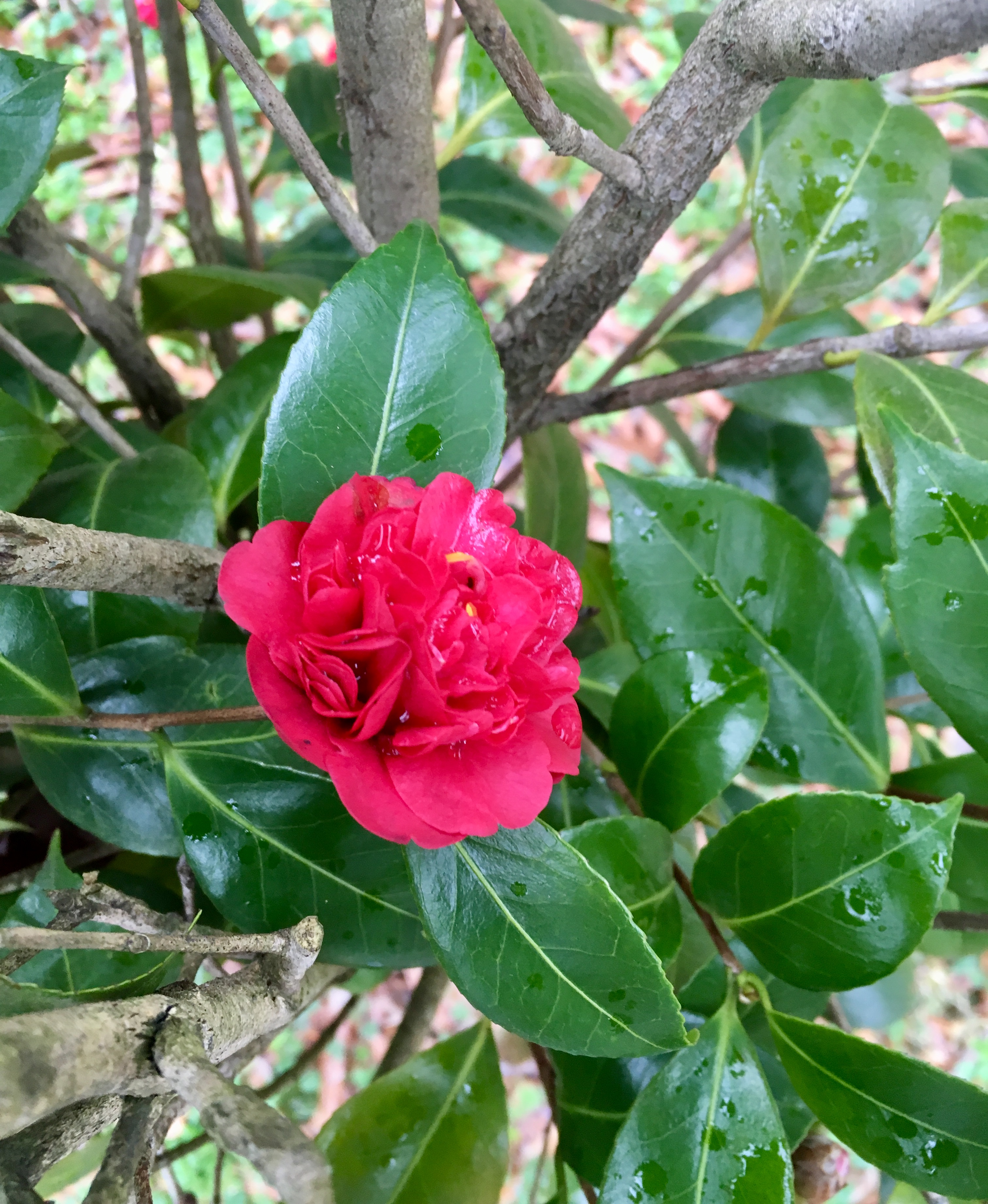 7B1DC8E0-F5D6-4BFA-A61F-980BB6CAEA18