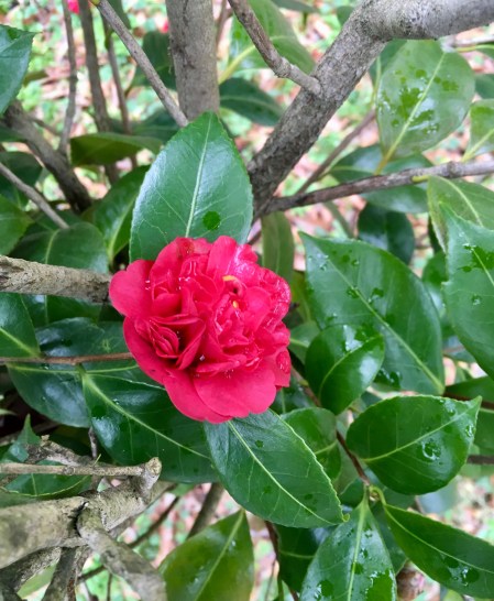 7B1DC8E0-F5D6-4BFA-A61F-980BB6CAEA18