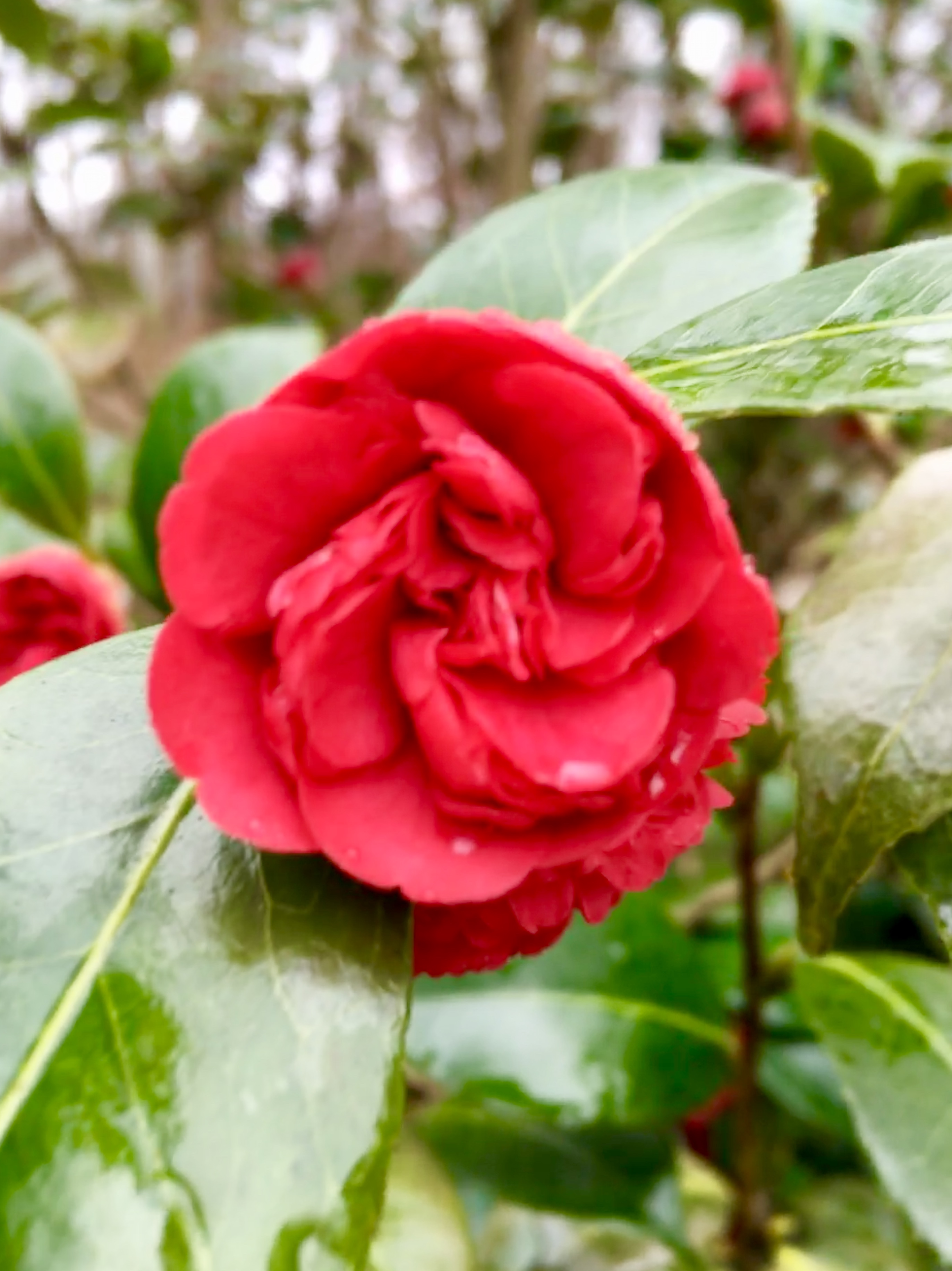 BB986053-2EBF-48F7-A4BB-DEAA976AA459