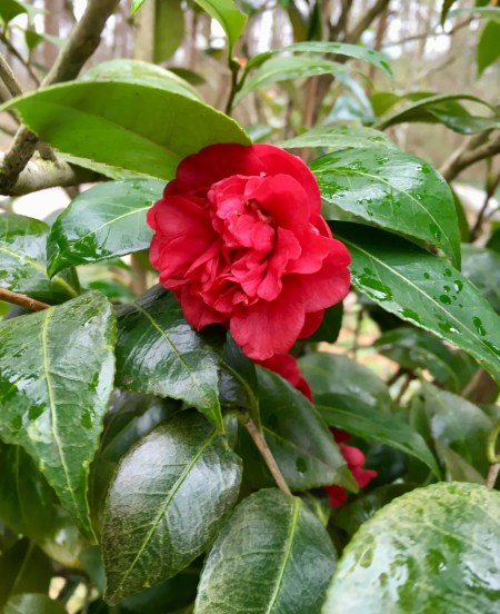 C5CCE609-5179-4CC4-B108-C8035B8D1B48