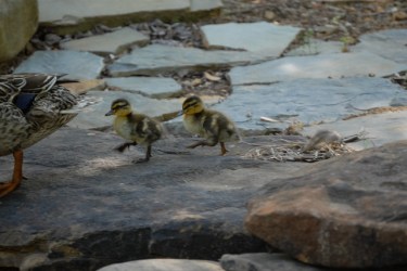 B75CBFBA-CF0E-41EB-973E-80C0B99E4209