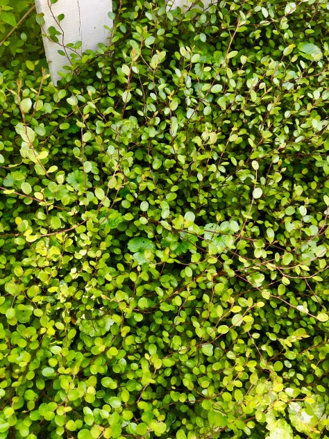 390DD5C5-0D91-48EF-9890-C55C5D71AFA1