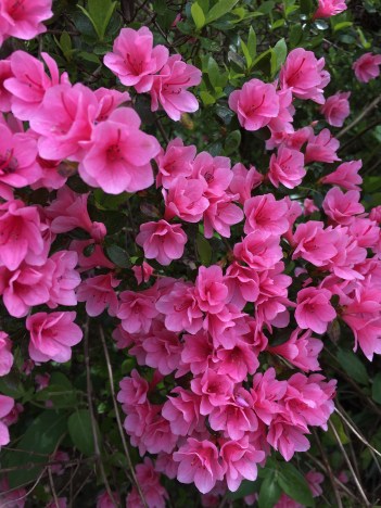 F2F581E9-7D70-4B27-8336-7A6B4D6BDD6F