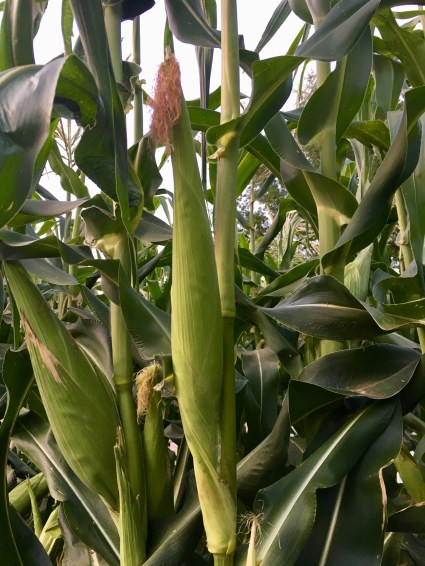 EDD7042D-FD0B-4547-901D-B602B167B97F