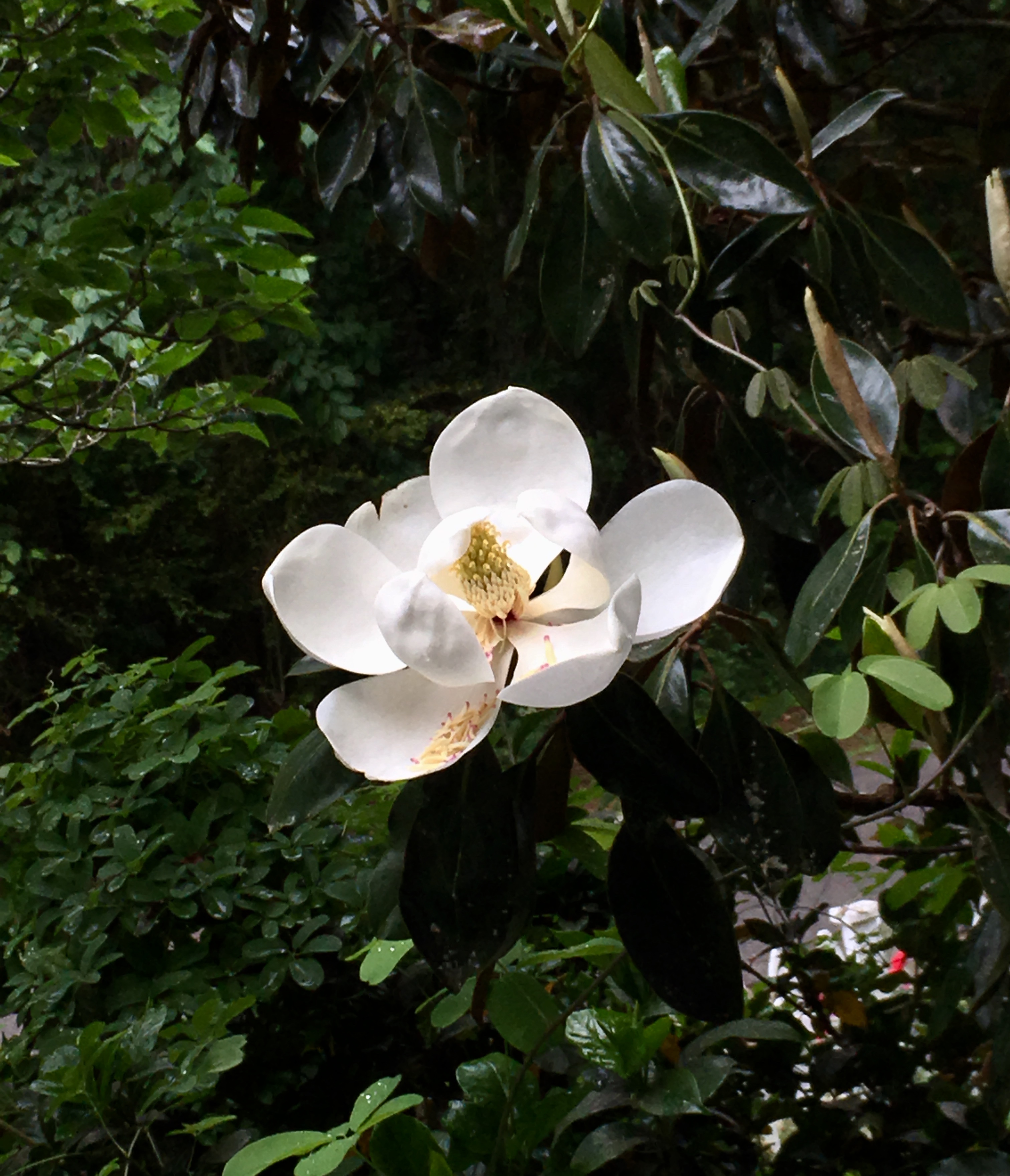 CA33CF63-8BCA-4BE3-989D-E998FD69019B